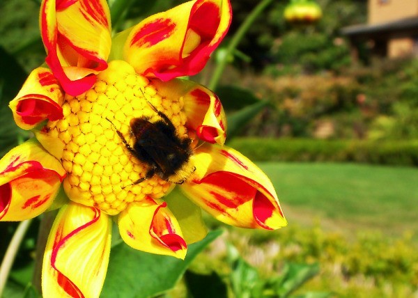 Large Fuzzy Bumblebee on Yellow and Red Blossom