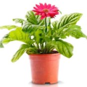 A flowering plant in a pot.