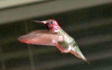 Red and Green Hovering Hummingbird