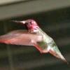 Red and Green Hovering Hummingbird