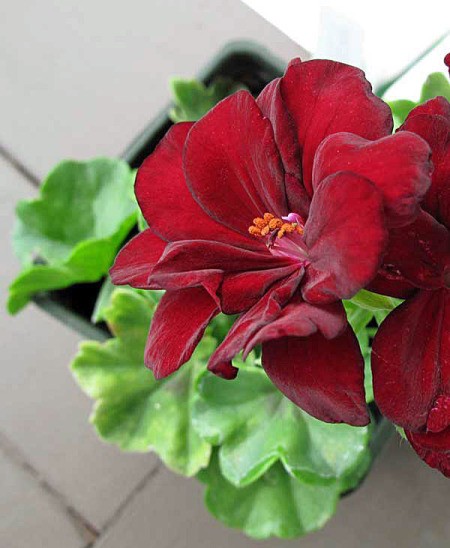 Closeup of Arctic Red Geranium