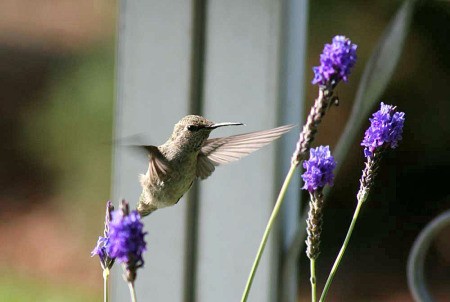 hummingbird at lavender