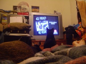 Cat Watching TV