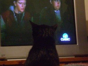 Cat Watching TV 3