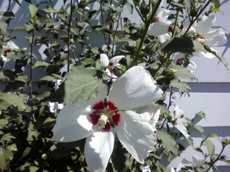 White flower with a purple throat, maybe a Rose of Sharon.
