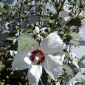 White flower with a purple throat, maybe a Rose of Sharon.