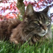 Desire the Cat Sitting Under Vine Maple Tree