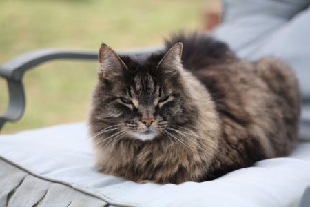 Desire the Cat Sitting on Chair