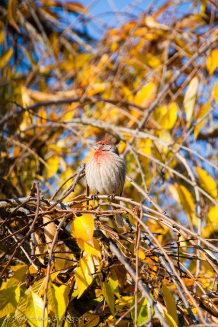 Finch in Autumn Tree