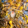 Finch in Autumn Tree