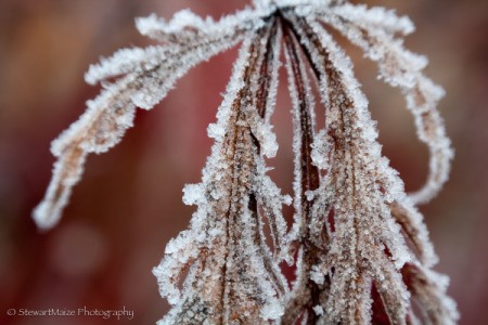 Frosty Morning