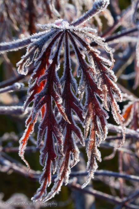 Frosty Morning 2