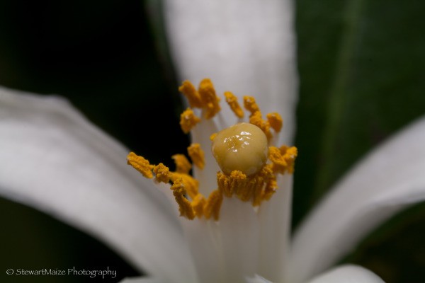 A white Meyer lemon in flower.