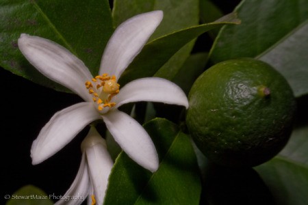 Meyer lemon with fruit and flower