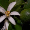 Meyer lemon with fruit and flower