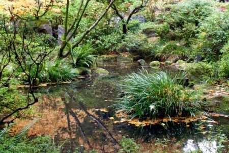 Green Garden Pond at Portland Japanese Garden