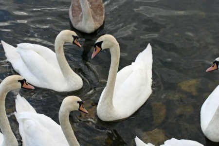 The Swans of Ireland