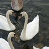 The Swans of Ireland
