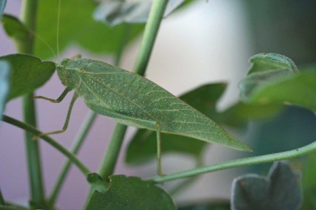 Katydid in the Geraniums