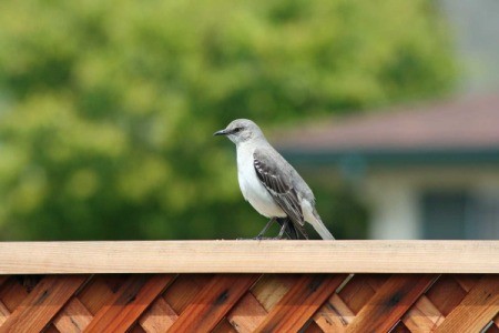 Mockingbird Visits our Garden