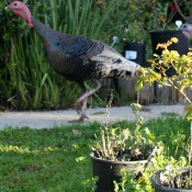 A wild turkey in a backyard.