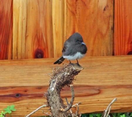 Black Phoebe in the Garden