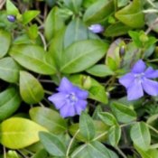 Up close photo of groundcover.