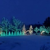 Christmas Lights on Trees outdoors