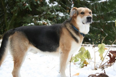 Henry the Husky Lab Mix