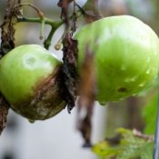 Treating the Soil After Tomato Blight