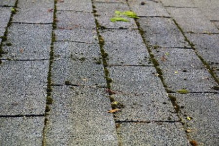 Removing Moss from Asphalt Roof Tiles
