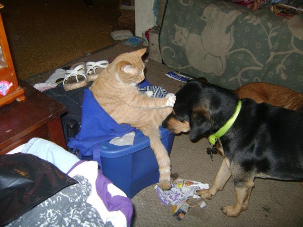 Bruno the Mixed Breed Dog With Cat Patting Him on the Head