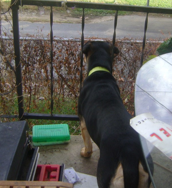 Bruno the Mixed Breed Dog Looking out the Front Porch Fence