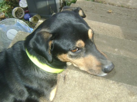 Bruno the Mixed Breed Dog on the Porch