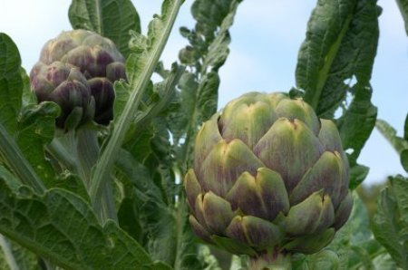 Growing Artichokes