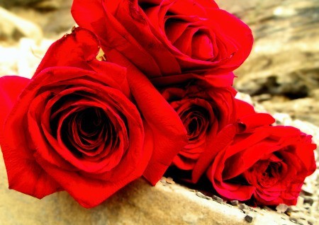 Red Roses Found on Beach