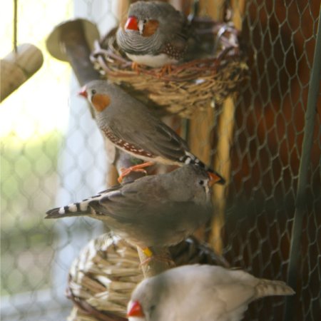 Finches in a chicken wire cage.