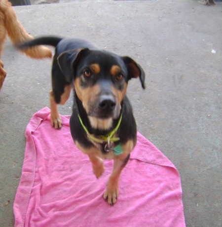 Black and brown dog on pink towel.