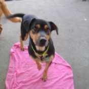 Black and brown dog on pink towel.