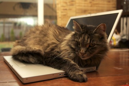 Desire on Laying Laptop
