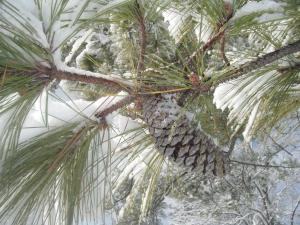 White Christmas Snow Covered Pine Cone