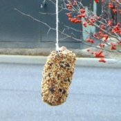 A pinecone covered in birdseed to be hung as a birdfeeder.