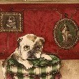 Wallpaper border with dog in plaid dog bed.