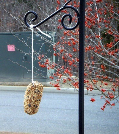 pine cone bird feeder hanging on cord