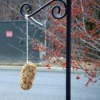 pine cone bird feeder hanging on cord