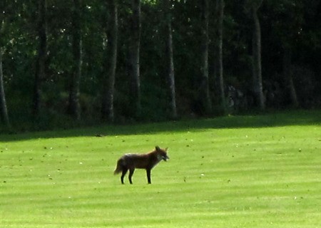 Irish Fox