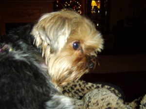 Side View of Bella the Yorkie Dog