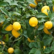 Lemons growing on a tree.