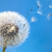 A dandelion blowing seeds in the air.