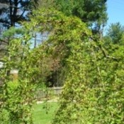 A weeping cherry tree.